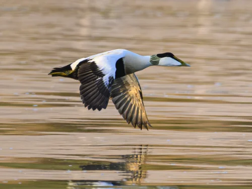 Action for Climate and Environment Newburgh-14